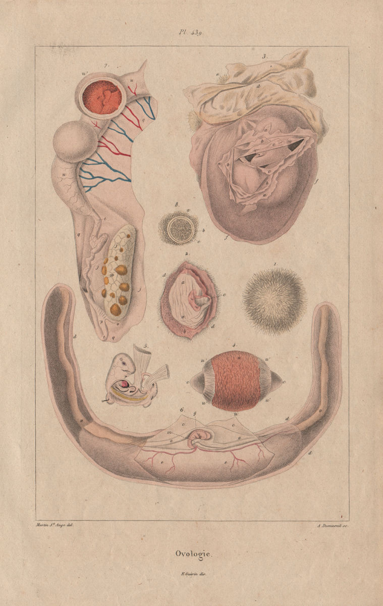 REPRODUCTIVE SYSTEM. Ovologie Ovology I. Eggs. 1833 old antique print picture